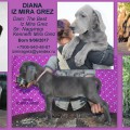 DIANA IZ MIRA GREZ DIANA IZ MIRA GREZ