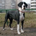 OLDBLUZ STEFANIA OLDBLUZ STEFANIA