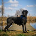 ACHILLE CRITIQUE OF BLACK ACHILLE CRITIQUE OF BLACK
