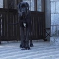 LEO LA COMPONELLA FCI LEO LA COMPONELLA FCI