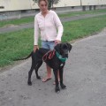 JACKIE LA COMPONELLA FCI JACKIE LA COMPONELLA FCI