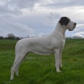 PRADA PLATINUM BLOND DI STELLA ARDENS PRADA PLATINUM BLOND DI STELLA ARDENS