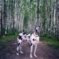BELII MEDVED TSARITSA BELII MEDVED TSARITSA