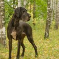 PERADOG'S MED-ZHI EVGENIKA PERADOG'S MED-ZHI EVGENIKA