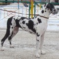 PERADOG'S MED-ZHI BEATRICHI PERADOG'S MED-ZHI BEATRICHI