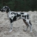 CARTESTELLY-A DE OLVIG CARTESTELLY-A DE OLVIG