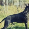 BLEK ARAP PETR VELIKOGO BLEK ARAP PETR VELIKOGO