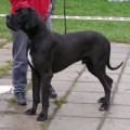 MURPHY BRANA SEVERU