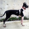 TALA THE GREAT OF SPECIAL TALA THE GREAT OF SPECIAL