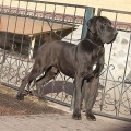 DE FIONIX ZAHAR DE FIONIX ZAHAR