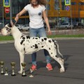 FAVORIT ELEN DOG PASTILA FAVORIT ELEN DOG PASTILA