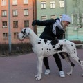 FAVORIT ELEN DOG PROSTO PESNYA FAVORIT ELEN DOG PROSTO PESNYA