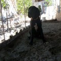 RAFAELA THE GREAT OF SPECIAL RAFAELA THE GREAT OF SPECIAL