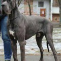 SHERVUD PODAROK SUD'BY