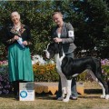 ENJAR JOFURR OBERON DI STELLA ARDENS ENJAR JOFURR OBERON DI STELLA ARDENS