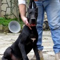 GLORIA THE GREAT OF SPECIAL BLACK GLORIA THE GREAT OF SPECIAL BLACK