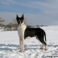 BARRYMORE S VOSHODA