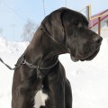 LAUFER CHECHOV LAUFER CHECHOV