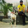 PRANCE OF LUXURY DANE