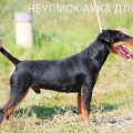 NEUOMSK AUKA DLIA VVS NEUOMSK AUKA DLIA VVS