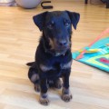 LIHOI ROKI S UDEL'NOI OHOTI LIHOI ROKI S UDEL'NOI OHOTI