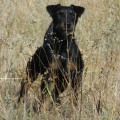 URAL HANTER HIMERA URAL HANTER HIMERA