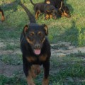 URAL HANTER FRAU FAIT URAL HANTER FRAU FAIT