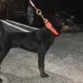 KORA AKA OKTAVA VOM ARZT JAGER KORA AKA OKTAVA VOM ARZT JAGER