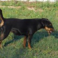 GRATA JAGDUNIVERSAL