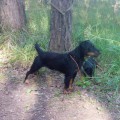 URAL HANTER OSHA URAL HANTER OSHA