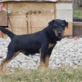 BOLT