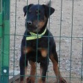 URAL HANTER EPOS URAL HANTER EPOS