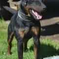 BLEK BONUS RAGNAR