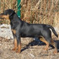 URAL HANTER ETALON URAL HANTER ETALON