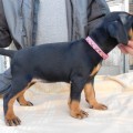 URAL HANTER DORA URAL HANTER DORA