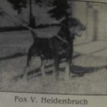FOX VOM HEIDENBRUCH