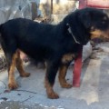 DRAKA OT BELASHTITZA DRAKA OT BELASHTITZA