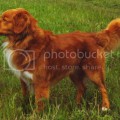LONETREE'S C. QUILL GORDON