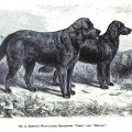 PALMER'S PARIS  -SHIRLEY'S PARIS-  -1870-