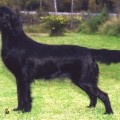 CAMWOOD UNIQUE IN BLACK