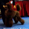 MOROSHKA'S KALINA MOROSHKA'S KALINA
