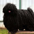 PORGELOCI PANDUR