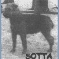 SOTTA -AIREDALE