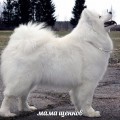 BELYI VOLK SHARLIZ IRISS ALL MY LOVE