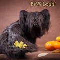 BWS LOUHI BWS LOUHI