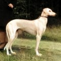 MUNA