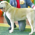TUNDRA