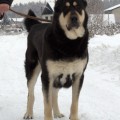 ELARA