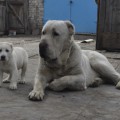 ALI ALADJA INYLCHEK