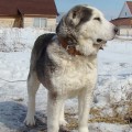 EZEL' IZ ALEKSANDROVOI SLOBODI